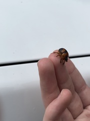 Bolbocerosoma farctum