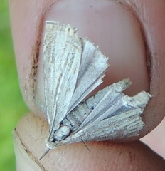 Chrysoteuchia culmella