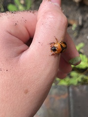 Bolbocerosoma farctum