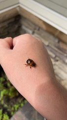 Bolbocerosoma farctum