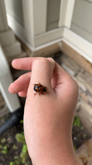 Bolbocerosoma farctum