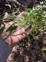 Metastelma barbigerum