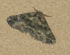 Paradromulia ambigua