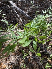 Metastelma barbigerum