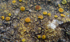 Teloschistaceae