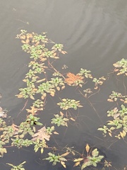 Ludwigia peploides