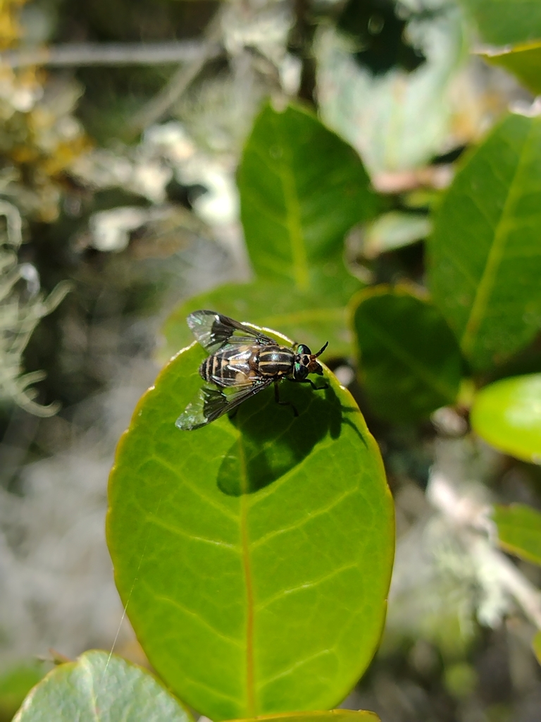 Chrysops varians