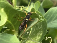 Ichneumon ambulatorius