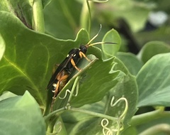 Ichneumon ambulatorius