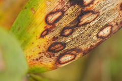 Phyllosticta cruenta