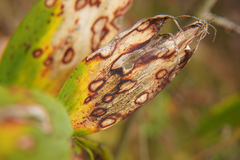 Phyllosticta cruenta