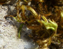 Homalothecium sericeum
