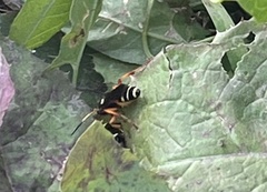 Ichneumon ambulatorius