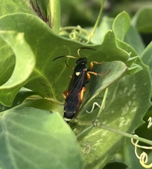 Ichneumon ambulatorius