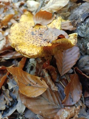 Pholiota jahnii