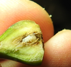 Edestochilus allioides