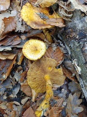 Pholiota jahnii