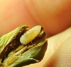 Edestochilus allioides