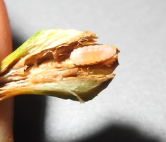 Edestochilus allioides