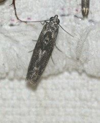 Sciota melanostyla