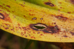 Phyllosticta cruenta