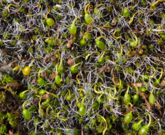 Grimmia pulvinata