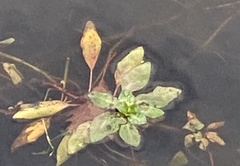 Ludwigia peploides
