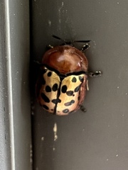 Conchyloctenia punctata