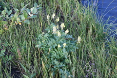 Astragalus frigidus