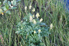 Astragalus frigidus