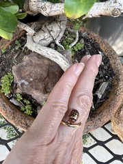 Conchyloctenia punctata