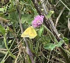 Colias eurytheme