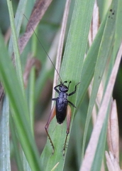 Trigonidium cicindeloides