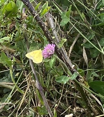 Colias eurytheme