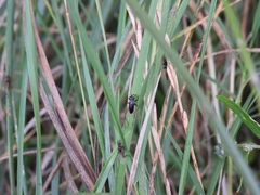 Trigonidium cicindeloides