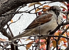 Passer domesticus