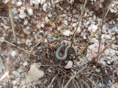 Ommatoiulus lusitanus