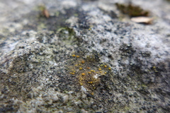 Teloschistaceae