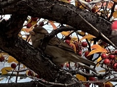 Passer domesticus