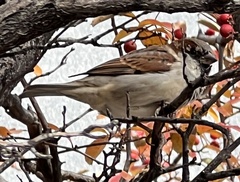 Passer domesticus