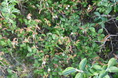 Salix hastata