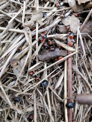 Sehirus cinctus albonotatus