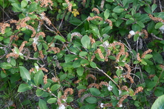Salix hastata