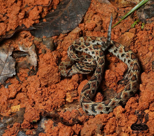 Photo of a Guerreran Long-tailed Rattlesnake (Crotalus ericsmithi)