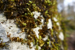 Homalothecium sericeum