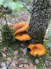 Omphalotus olearius