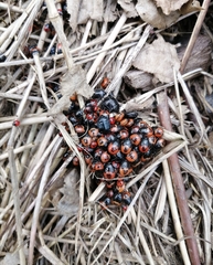 Sehirus cinctus albonotatus