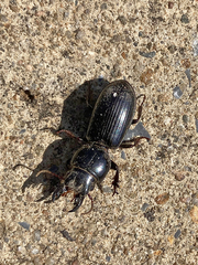 Scarites subterraneus