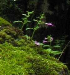 Clinopodium grandiflorum