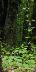 Clinopodium grandiflorum